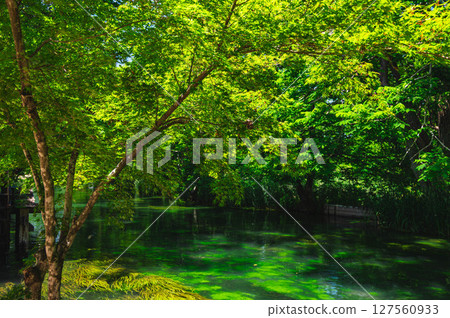 Spring water from the Northern Alps - Daio Wasabi Farm 127560933