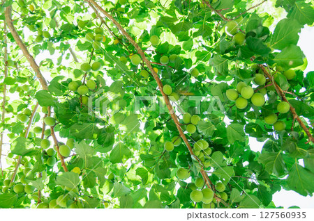 Green plums ripening in early summer 127560935