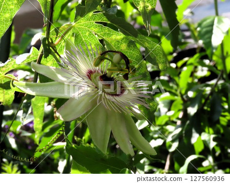 Flowers in the flowerbed: June: Passiflora flower 127560936