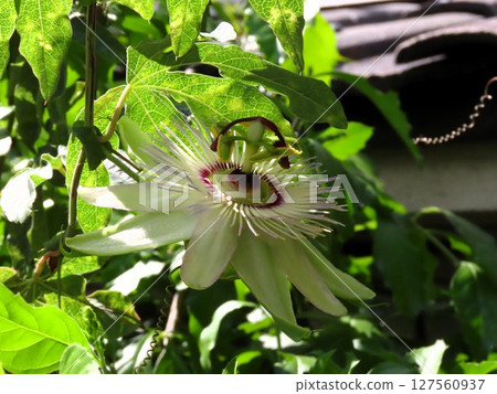 Flowers in the flowerbed: June: Passiflora flower Flowers in the flowerbed: June: Passiflora flower 127560937