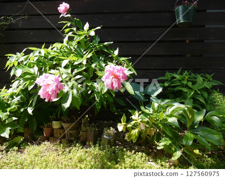 A garden accented with pink peonies A garden accented with pink peonies 127560975