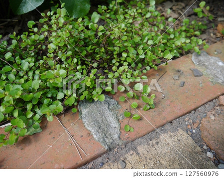 Wire plants Wire plants 127560976