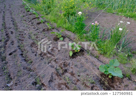 Pumpkin cultivation Pumpkin cultivation 127560981