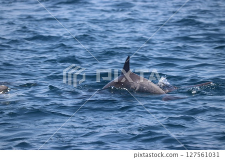 Dolphin watching in the Ariake Sea, Amakusa City, Kumamoto Prefecture Dolphin watching in the Ariake Sea, Amakusa City, Kumamoto Prefecture 127561031