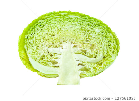 Savoy cabbage head, cut in half, middle, winter green vegetable, isolated on white background with clipping path 127561055