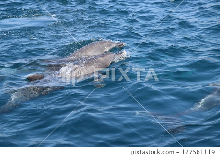 Dolphin watching in the Ariake Sea, Amakusa City, Kumamoto Prefecture Dolphin watching in the Ariake Sea, Amakusa City, Kumamoto Prefecture 127561119