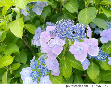 繡球花 127561147
