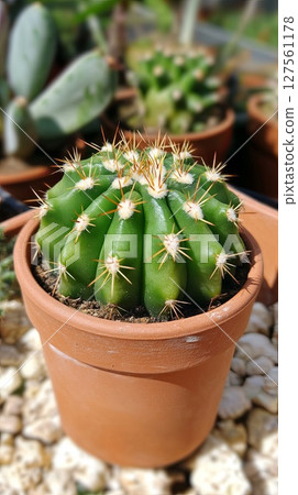 Green cactus plant in terracotta pot. 127561178