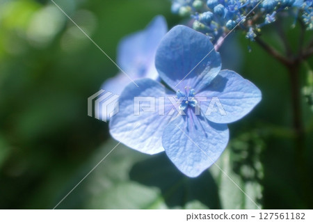 Blue hydrangea blooming in the rainy season Blue hydrangea blooming in the rainy season 127561182