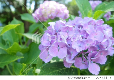 Light purple hydrangea flowers in Omiya Park Light purple hydrangea flowers in Omiya Park 127561183