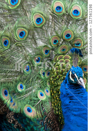 Peacock with spread wings 127561198