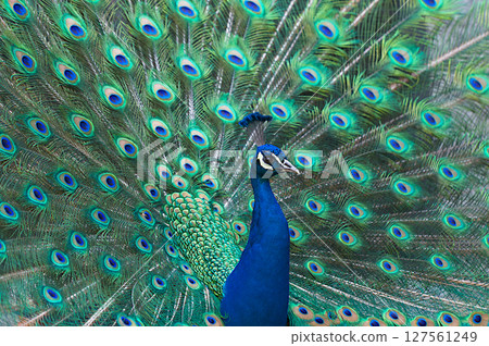 Peacock with spread wings 127561249