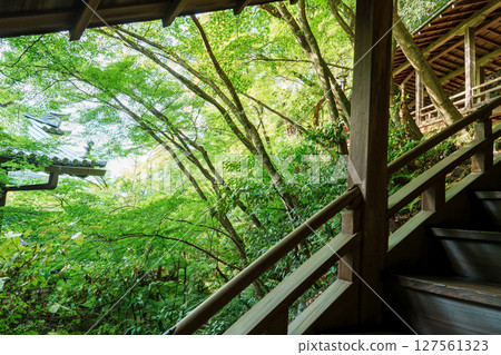 Maple trees at Garyu-ro, Eikando Temple, Kyoto Maple trees at Garyu-ro, Eikando Temple, Kyoto 127561323