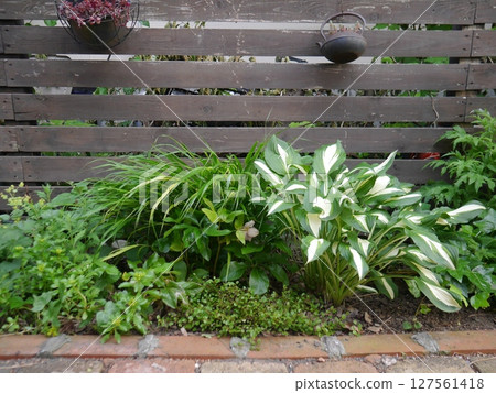 A garden mainly planted with green leafy plants 127561418