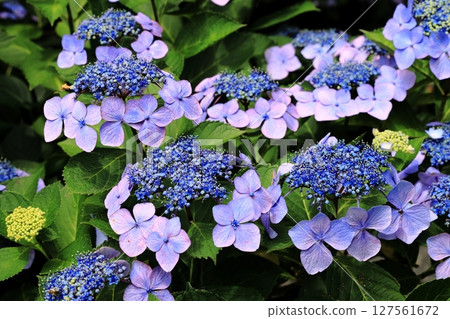 Hydrangea of Suo Amidaji Temple Hydrangea of Suo Amidaji Temple 127561672