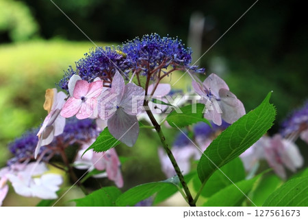 Hydrangea of Suo Amidaji Temple Hydrangea of Suo Amidaji Temple 127561673