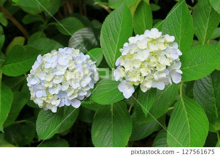 索阿彌陀寺的繡球花 127561675