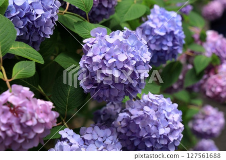 索阿彌陀寺的繡球花 127561688