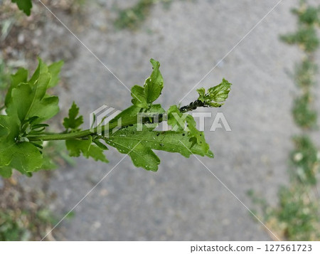 Colony of black Aphids, Aphidoidea, a species of small insects that feed on plant sap. Aphids live in groups, are black in color. Aphids are small and 1 milli to 2 millimeters long. 127561723