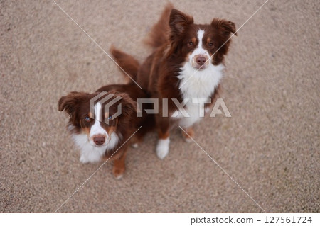 Two brown and white dogs standing next to each other on a sandy surface 127561724