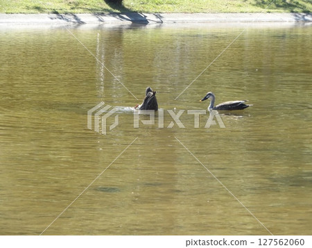 稻毛海濱公園浜池裡的綠頭鴨 稻毛海濱公園浜池裡的綠頭鴨 127562060