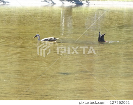 稻毛海濱公園浜池裡的綠頭鴨 稻毛海濱公園浜池裡的綠頭鴨 127562061
