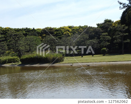稻毛海濱公園浜池裡的綠頭鴨 稻毛海濱公園浜池裡的綠頭鴨 127562062