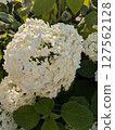 White hydrangea [rainy season material] 127562128
