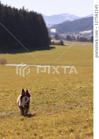 A dog is running in a field with a beautiful view of mountains in the background 127562145