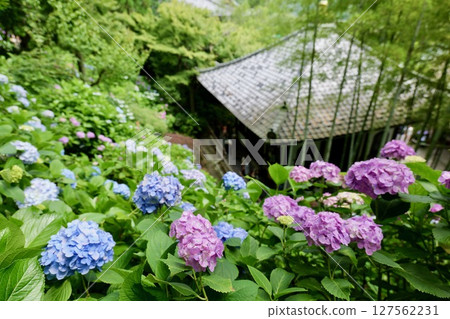 Hydrangeas at Hasedera Temple, Kamakura 127562231
