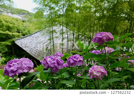 Hydrangeas at Hasedera Temple, Kamakura 127562232