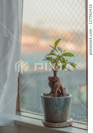 A banyan tree planted in a blue ceramic flowerpot on a windowsill 127562418
