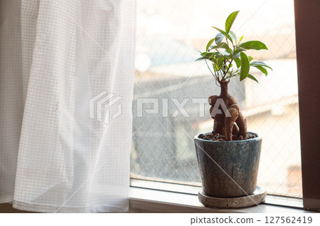 A potted banyan tree placed on a bright windowsill 127562419
