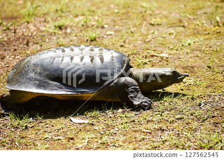 A soft-shelled turtle emerges on land 127562545