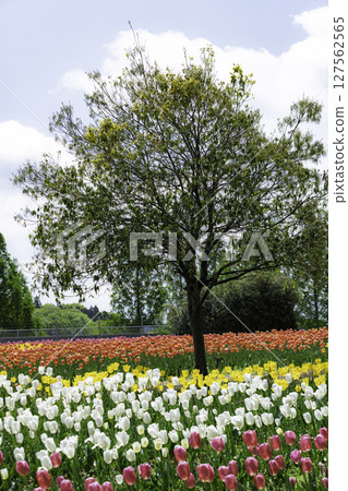 A park full of tulips A park full of tulips 127562565