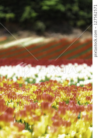 A park full of tulips A park full of tulips 127562571