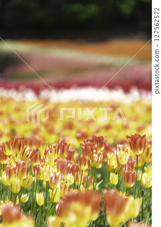A park full of tulips A park full of tulips 127562572