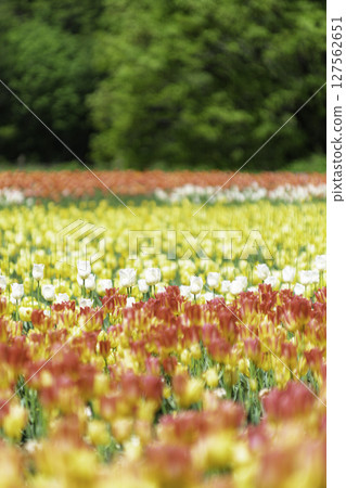 Colorful tulip field Colorful tulip field 127562651