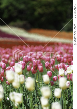 Colorful tulip field 127562652