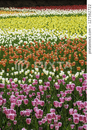 Colorful tulip field 127562722