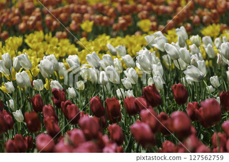 多彩的鬱金香場 127562759