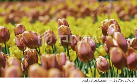 多彩的鬱金香場 127562760