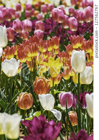 Colorful tulip field Colorful tulip field 127562767