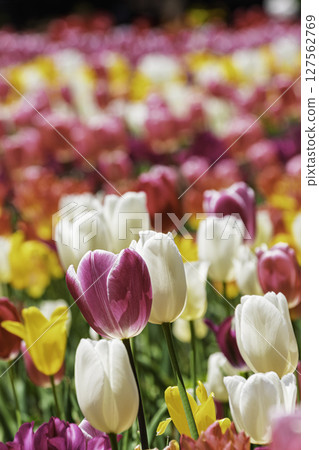 多彩的鬱金香場 127562769