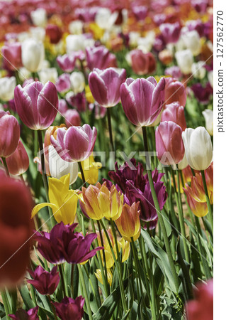 Colorful tulip field Colorful tulip field 127562770