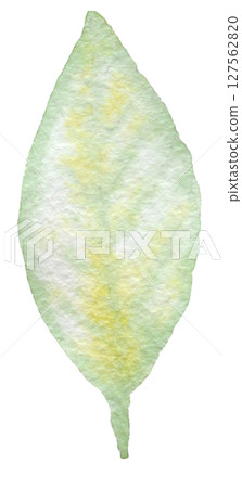 Watercolor illustration summer tropical Watercolor illustration summer tropical 127562820