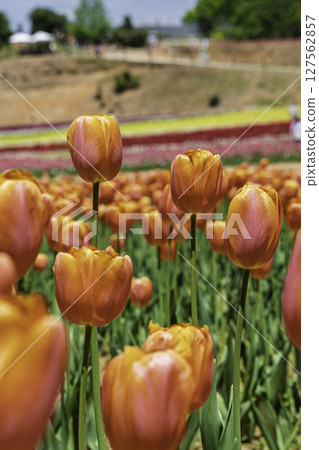 A spring flowerbed filled with blooming tulips A spring flowerbed filled with blooming tulips 127562857