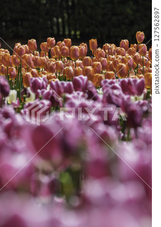 與鬱金香的風景 127562897