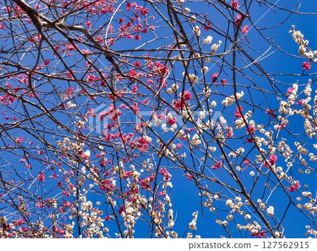 紅白相間的梅花 127562915