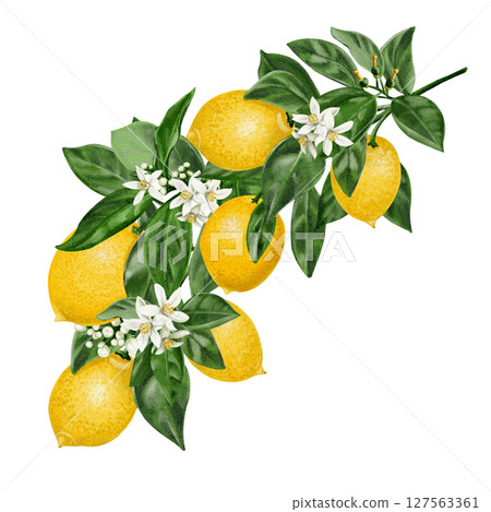 Branch with lemons and flowers. Small white citrus flowers with fruits. Lemon harvest. Tree leaves and branches. Southern plants. Watercolor illustration isolated from background. Hand drawing.  127563361